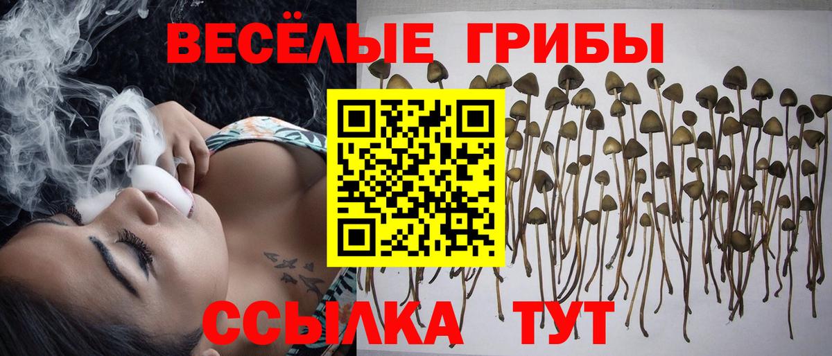 Псилоцибиновые грибы Psilocybine cubensis  Вход с VPN  Набережные Челны 